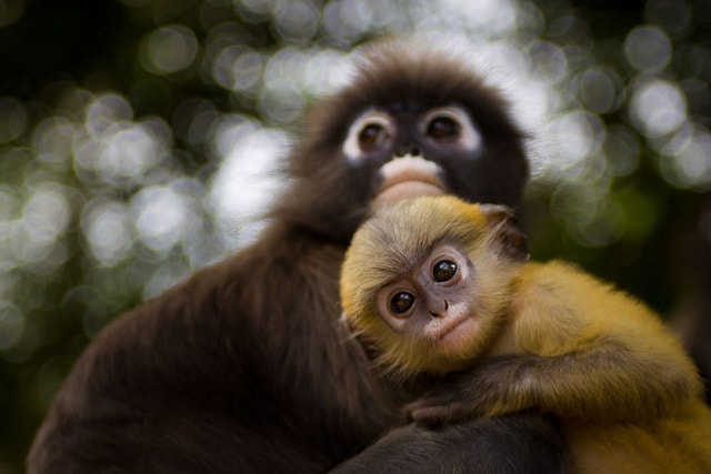 Dusky Leaf Monkey