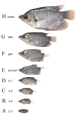 Mengenal Berbagai Ukuran Bibit Ikan Gurame