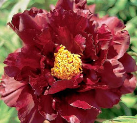 BLACK PANTHER TREE PEONY, PEONY FARM WA