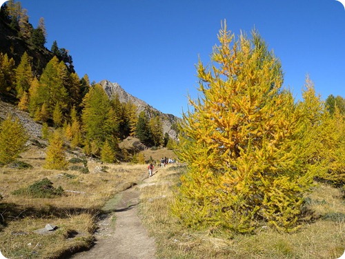 Larix_decidua_Embrun2