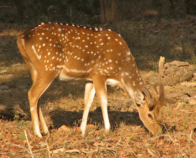 Spotted deer HD Images - chital photos Free - chital Spotted deer picture - Cheetal HD Wallpaper in forest
