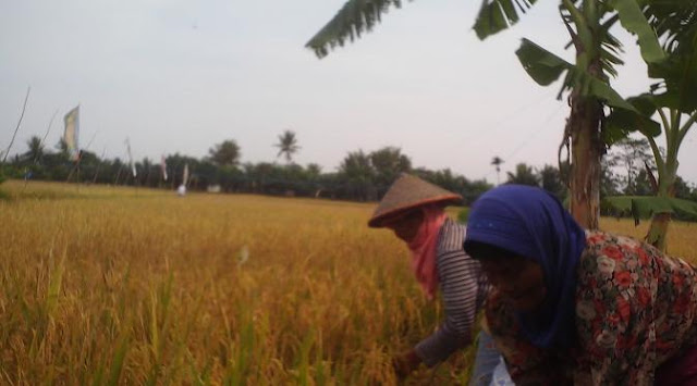 Ini Kunci Pertanian Thailand Lebih Produktif dari Indonesia
