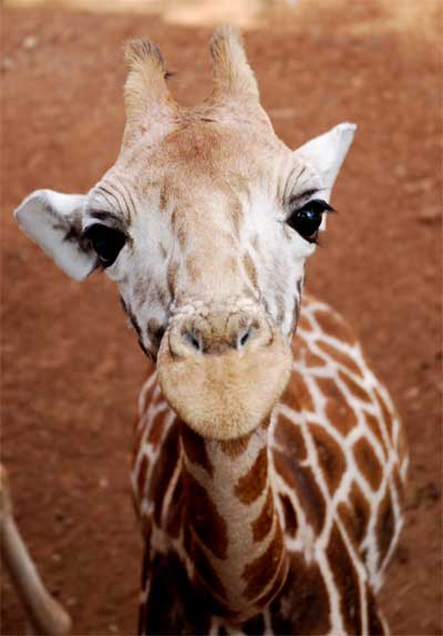 Baby Giraffe