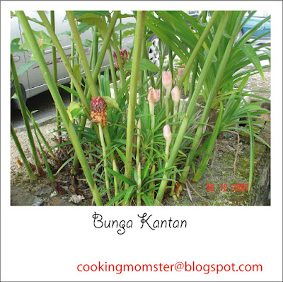 Cooking Momster Corner Bunga Kantan 