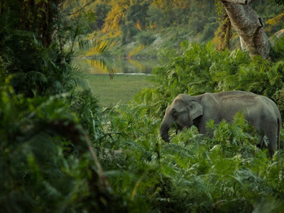 foto de elefantes en naturaleza 