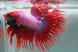 Red Lavender Crowntail