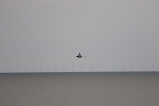 Oystercatcher flying
