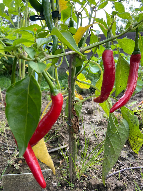 Chilipflanze im Freiland
