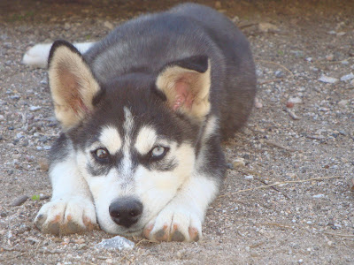 Husky Puppy Ice