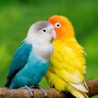 Love bird information & care