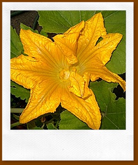 fioredizucca