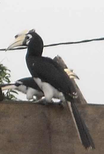 Aunty Yong Ipin: BERITA TERKINI: BURUNG ENGGANG DISANGKA 