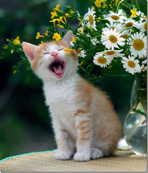 animales divertidos migallinero (4)