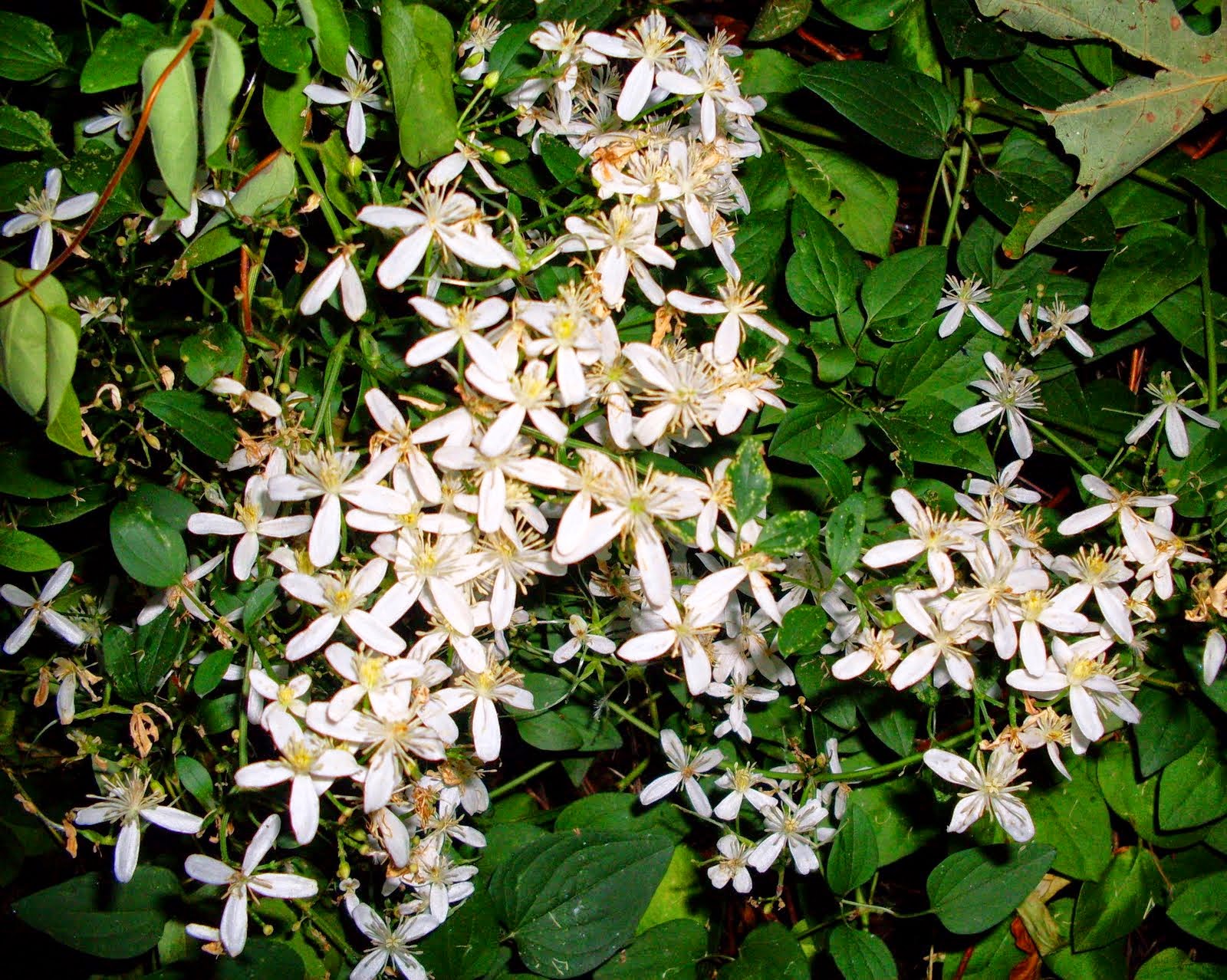 Plants That Attract Butterflies