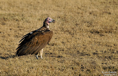 Buitre oricú Torgos tracheliotus