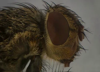 Pollenia rudis Pollenia rudis