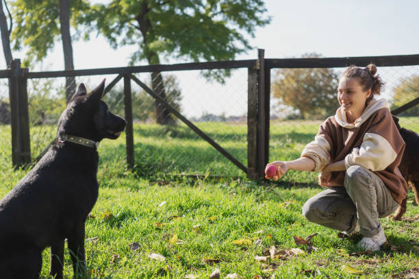 Best How to train a Labrador Retriever for Obedience