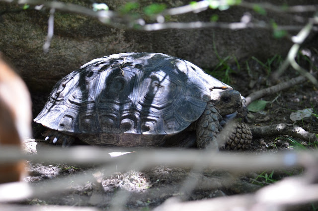 Burmese mountain tortoise in Asia Quest at the Columbus Zoo