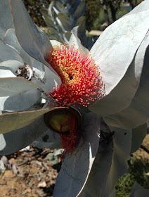 Eucalyptus formosa photograph of red form