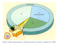 interfase