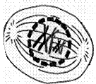 clip_image036