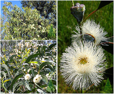 Eucalyptus globulus flower buds bloom Tasmanian Blue Gum Eucalipto blanco flores Galicia GIT Forestry Consulting Spain España