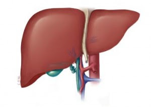 Symptoms of Liver Disease