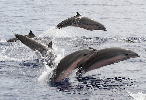 Fraser Dolphin