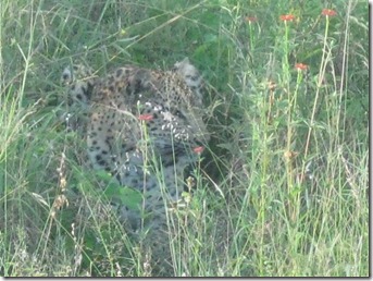 Life in the wilderness 036