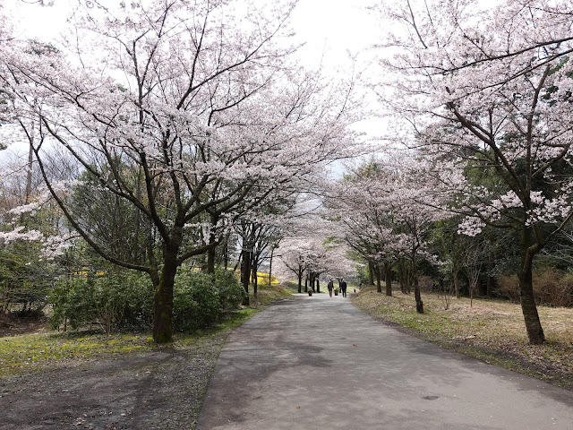 とっとり花回廊　桜の広場　九分咲のソメイヨシノ桜