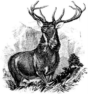 deer, etching, mountain, antlers, buck