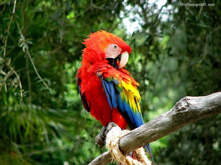 Macaw Parrot Wallpaper