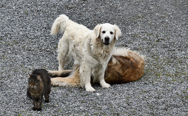 pus katt kattepus pusekatt golden retriever leonberger