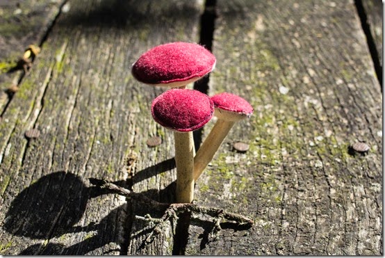 FUNGHI VERO FALSO-014