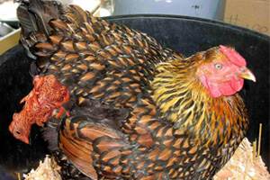 Seekor Ayam  Beranak Tanpa Bertelur BATAK MUSIK 