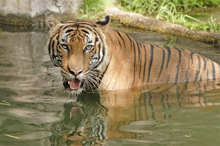 indochinese tiger