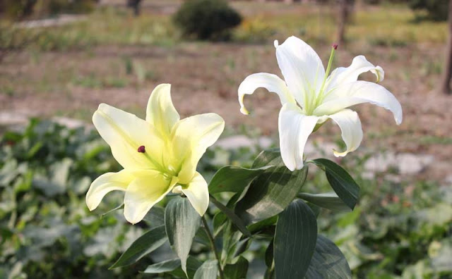 Lily Flowers Pictures