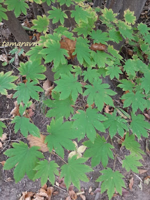 Клён ложнозибольдов (Acer pseudosieboldianum)