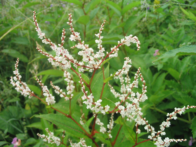 White Flowers