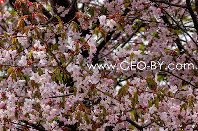 Minsk. Sendai Public Garden. Sakura blossom. Hanami 花見