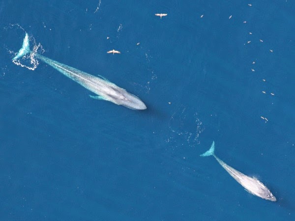 California blue whales bounce back