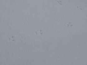 vole tracks