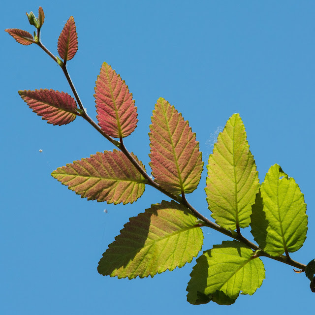 New Leaves, Hagerman NWR