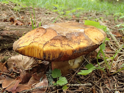 grzyby 2017, grzyby w czerwcu, grzyby na Orawie, borowik ceglastopory Boletus erythropus, muchomor mglejarka Amanita vaginata, gnieźnik leśny