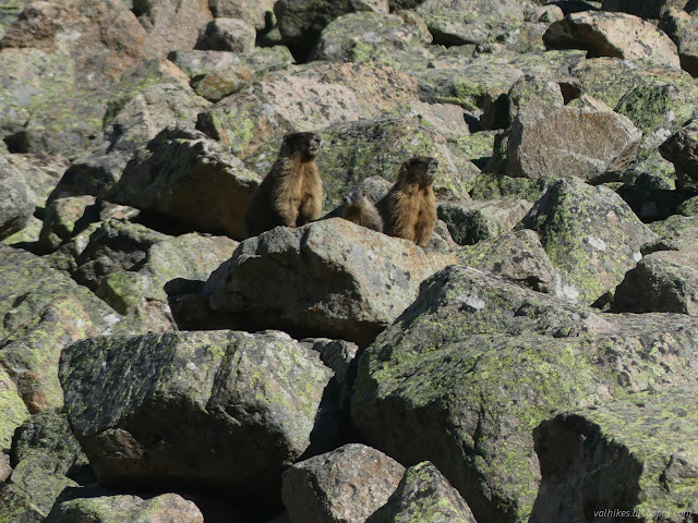 049: three marmots on a rock