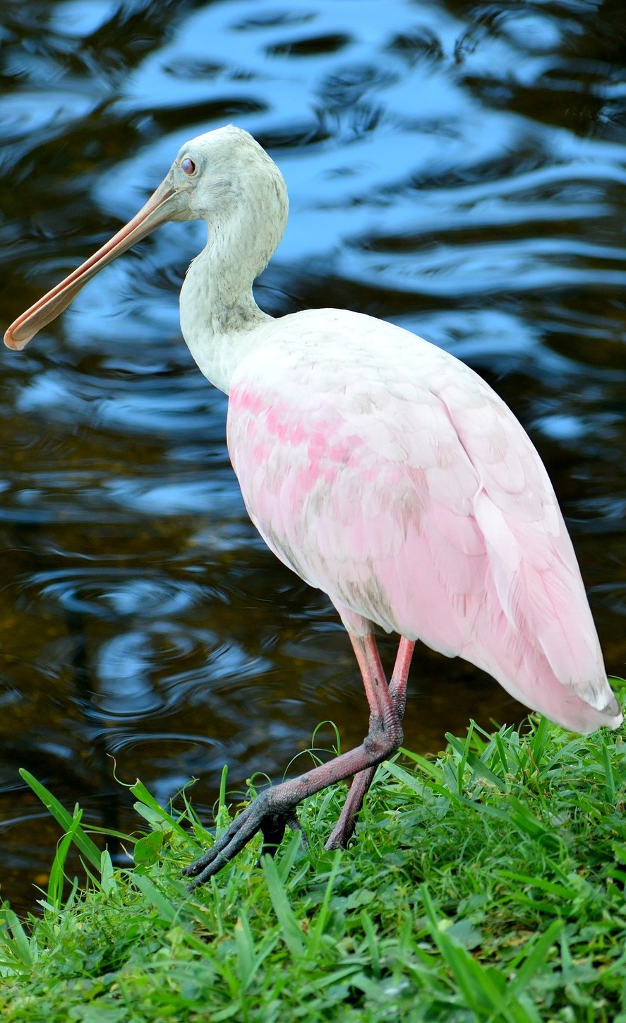 Picture of a graceful spoonbill.