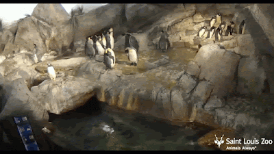 Saint Louis Zoo Penguin Web Cam