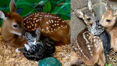 Cute baby deer mothering baby kitten (Video)