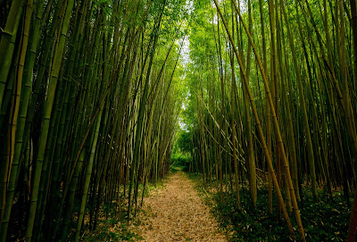 Harvesting bamboo