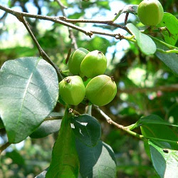 arboles nativos de Argentina Lecherón Sebastiania brasiliensis
